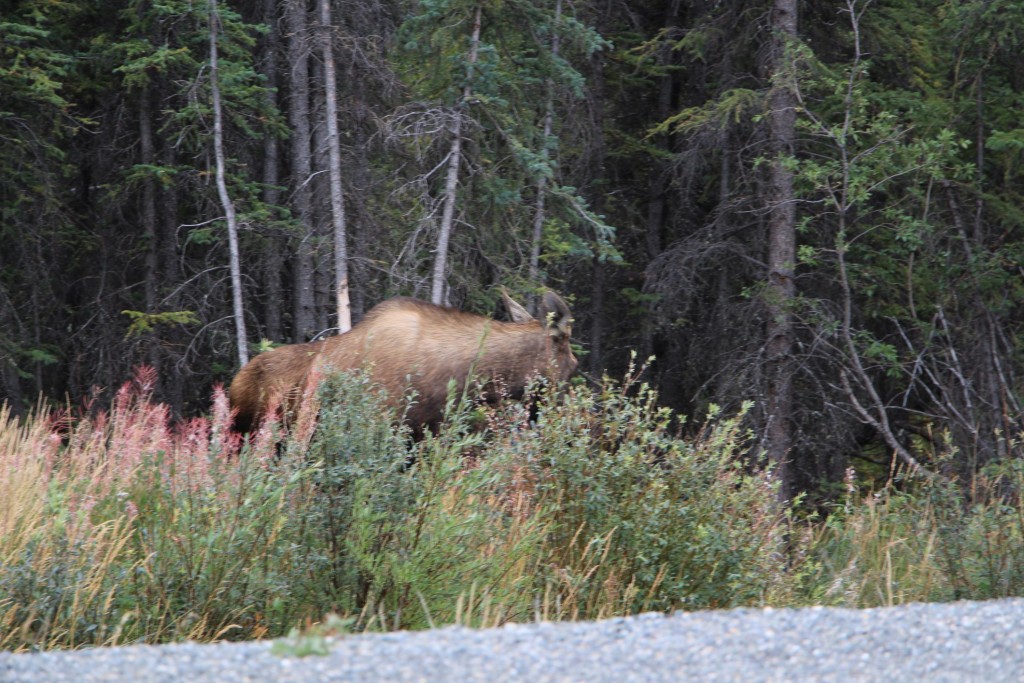 uuuuups, en Elch, halt a!!!! Scho z spot, chumm mer treied um. Log, do isch er wieder! Shit, es chunnt es Auto vo de Gegesite und scho verschwindet d Elchchueh und ihres Junge im Wald.... schad