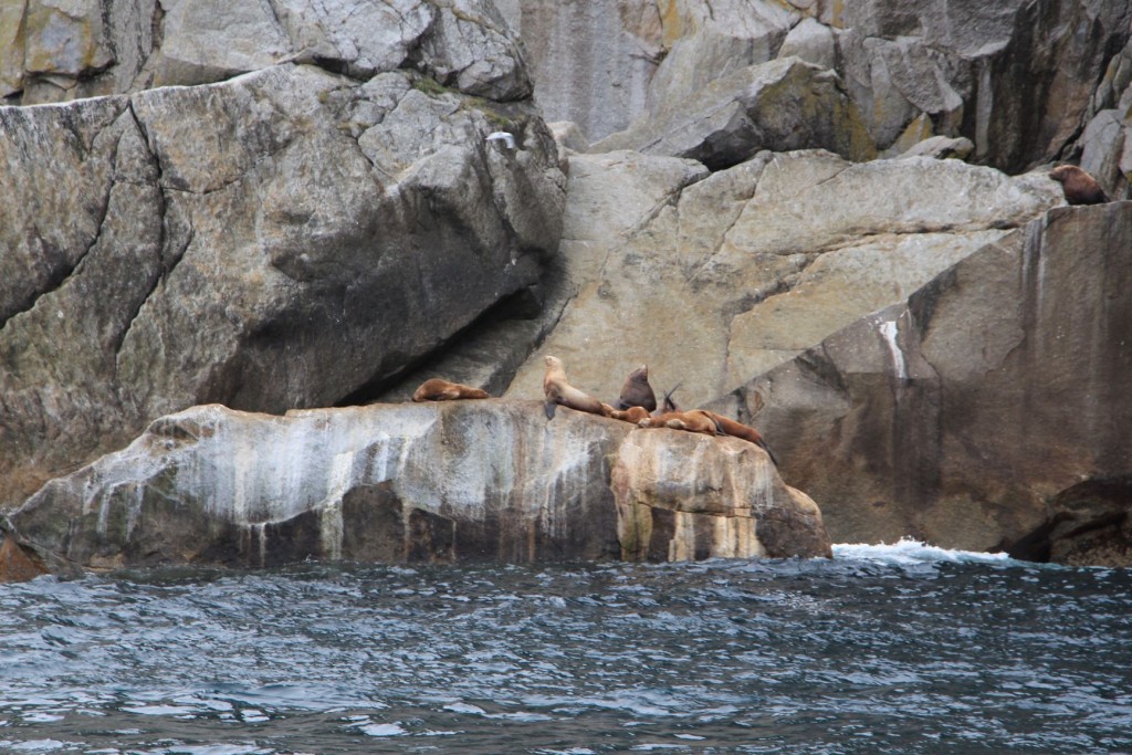 Seeotterfamily