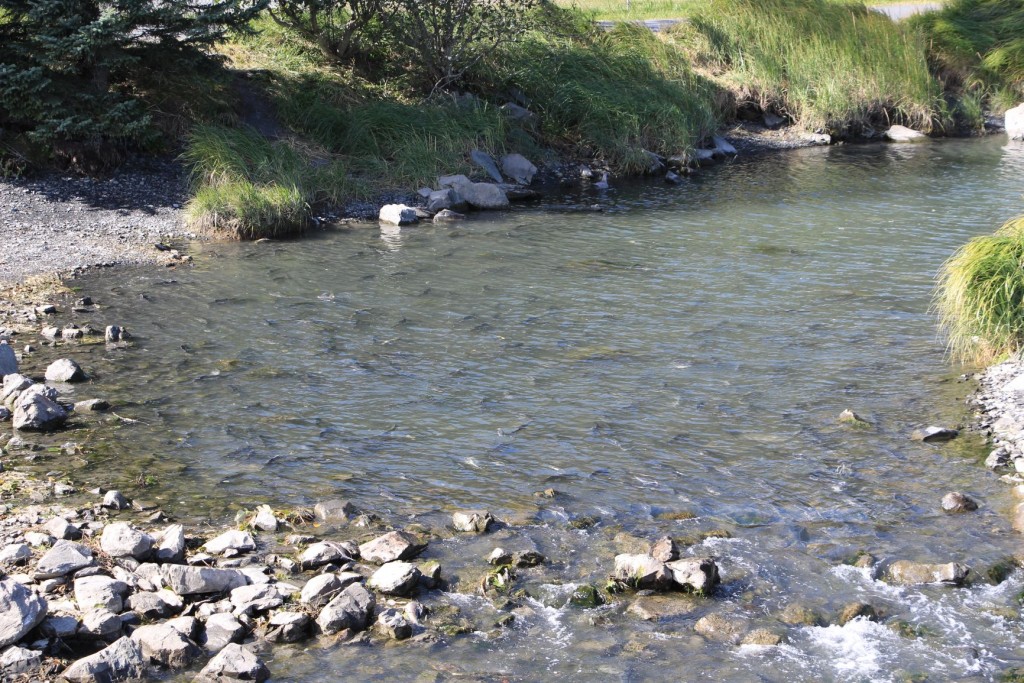 Scho wieder uf Lachssuechi Sovieli hämmer no nie ufs Mol gseh. Do isch ei Striiterei und Pufferei im Wasser