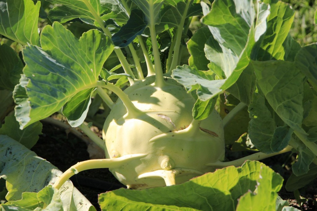 Kohlrabi,mit eme Durchmesser vo fascht 30cm! Dank fascht 24h Sunne