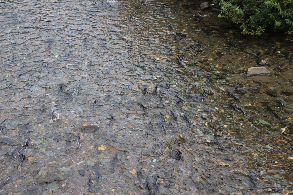 Wieder emol Lachs...