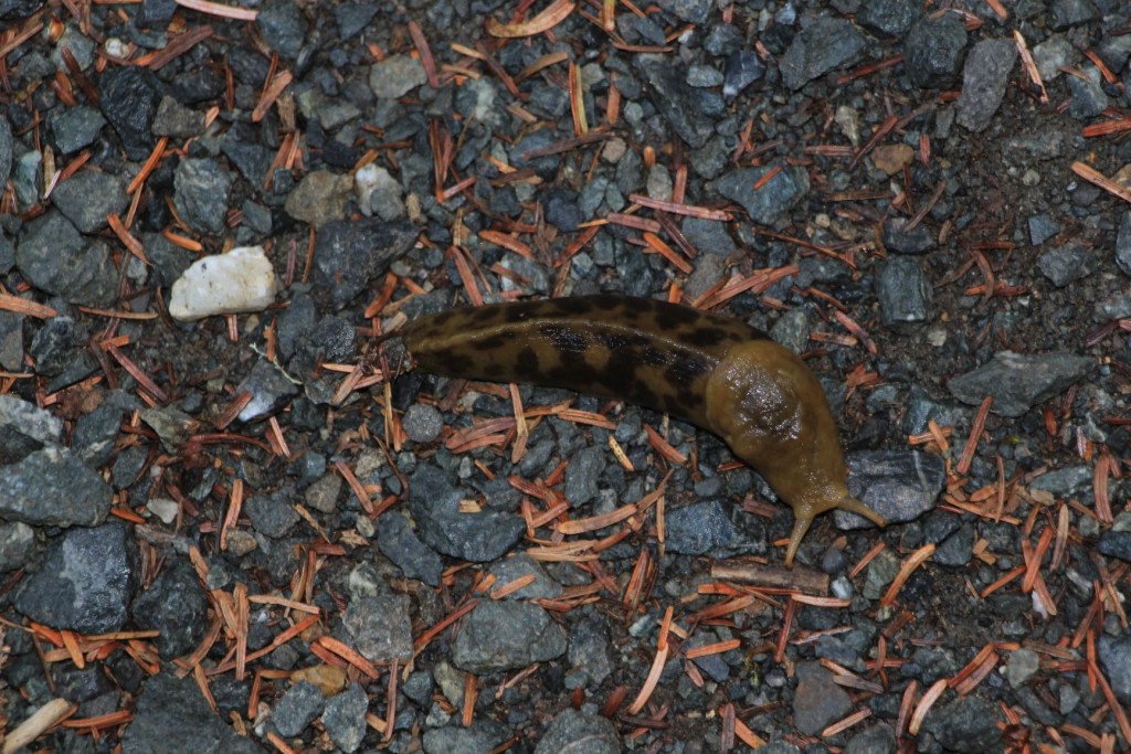 en Bananaslug