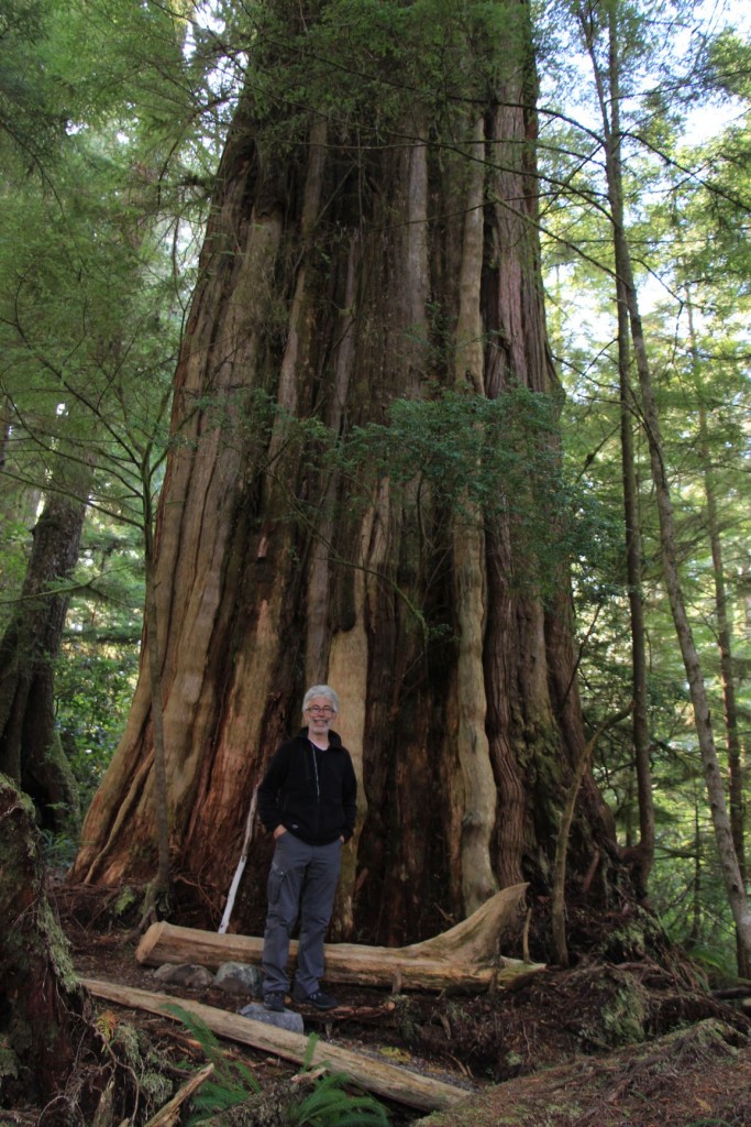 Giantcedar