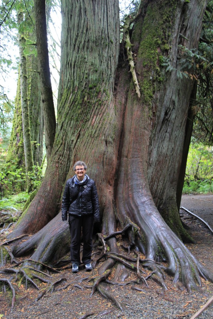 Mer händ immer nonig gnueg Bäum gseh😆 Cathedral Grove