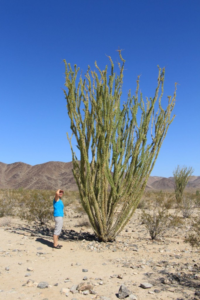 Ocotillo