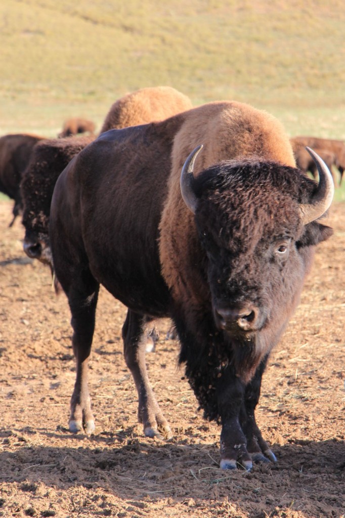 Die erschte Bisons! Leider au die einzige...